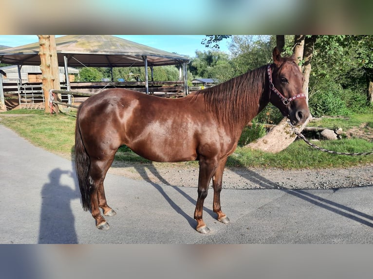 American Quarter Horse Klacz 7 lat 138 cm Ciemnokasztanowata in Floh-Seligenthal