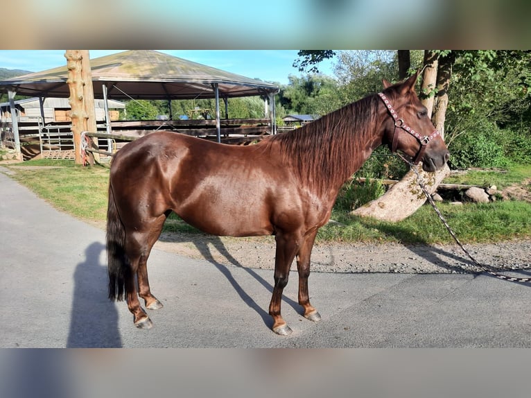 American Quarter Horse Klacz 7 lat 138 cm Ciemnokasztanowata in Floh-Seligenthal