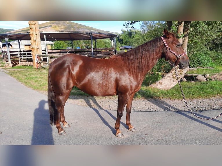 American Quarter Horse Klacz 7 lat 138 cm Ciemnokasztanowata in Floh-Seligenthal