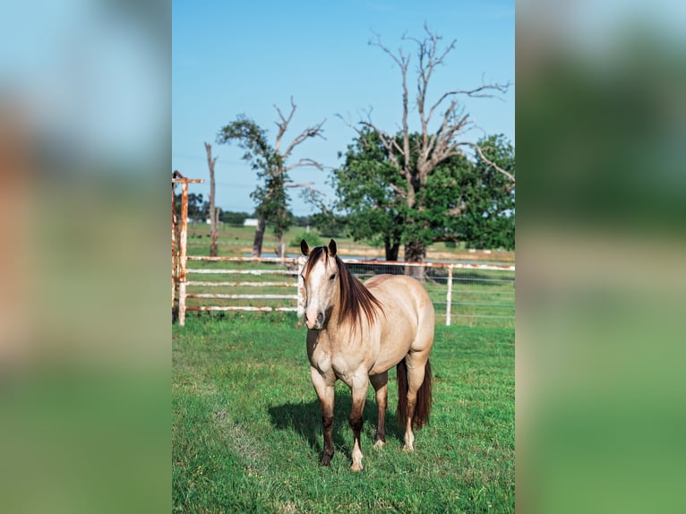 American Quarter Horse Klacz 7 lat 140 cm Jelenia in Normangee, TX