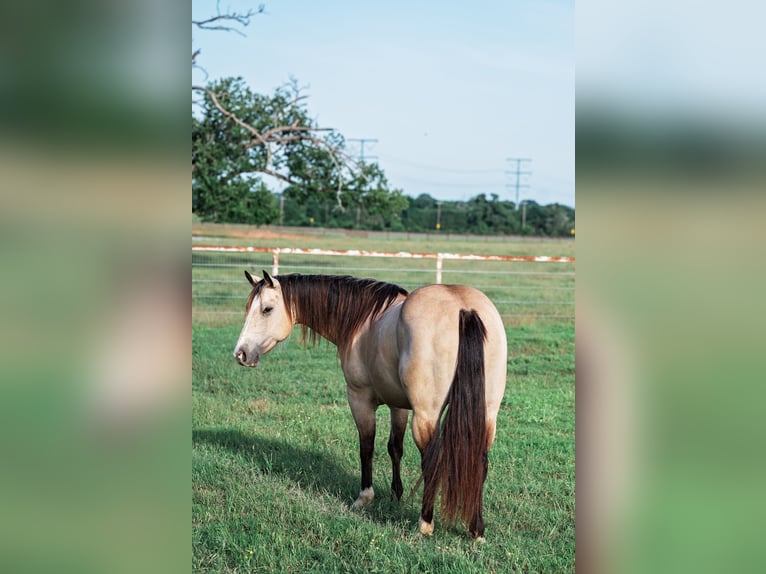 American Quarter Horse Klacz 7 lat 140 cm Jelenia in Normangee, TX