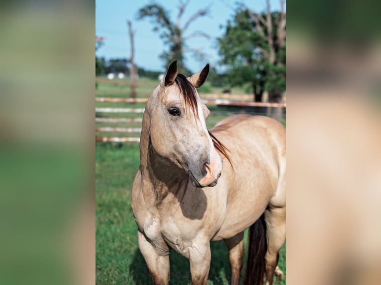 American Quarter Horse Klacz 7 lat 140 cm Jelenia in Normangee, TX