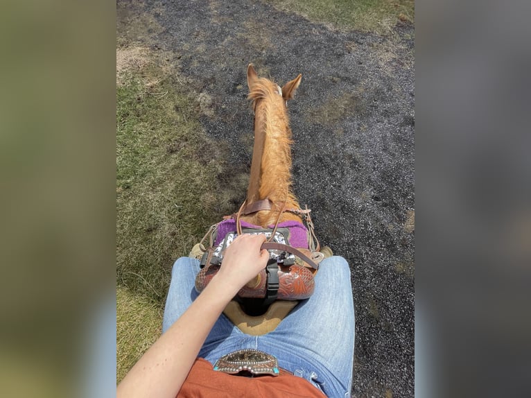 American Quarter Horse Klacz 7 lat 142 cm Ciemnokasztanowata in Wooster