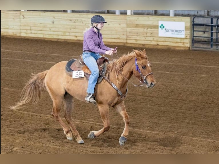 American Quarter Horse Klacz 7 lat 142 cm Ciemnokasztanowata in Wooster