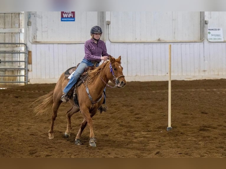 American Quarter Horse Klacz 7 lat 142 cm Ciemnokasztanowata in Wooster