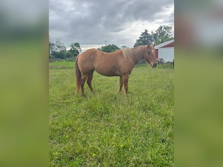 American Quarter Horse Klacz 7 lat 142 cm Ciemnokasztanowata in Wooster