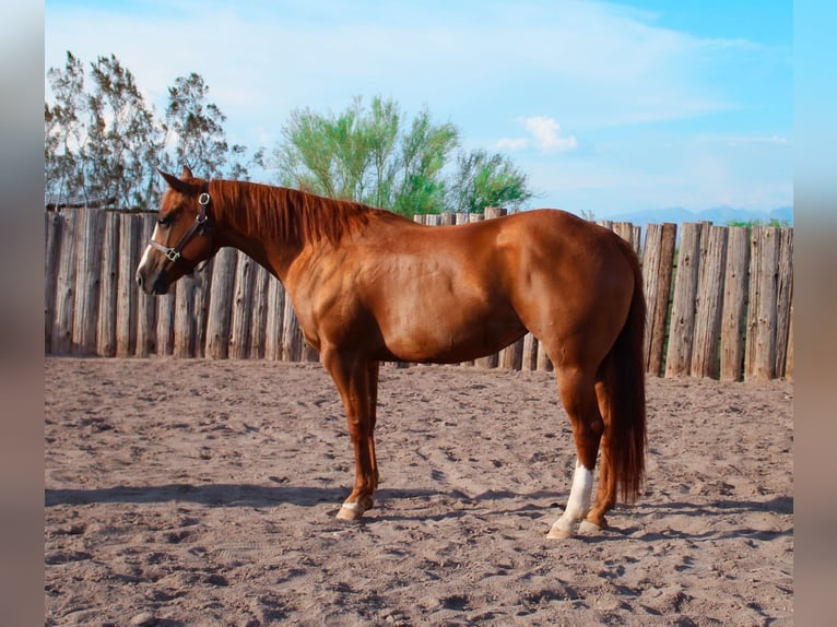 American Quarter Horse Klacz 7 lat 142 cm Ciemnokasztanowata in Scottsdale AZ