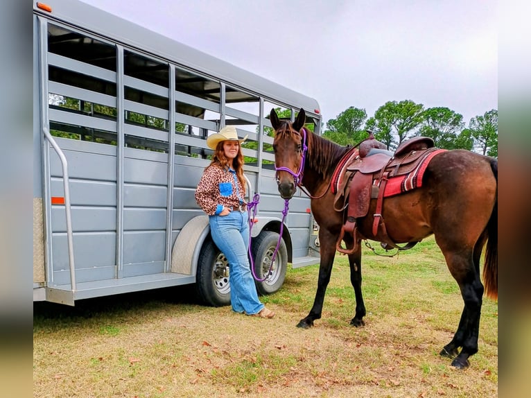 American Quarter Horse Klacz 7 lat 142 cm Gniada in Stillwater
