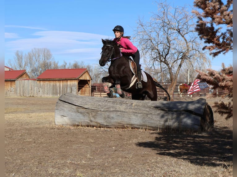 American Quarter Horse Klacz 7 lat 142 cm Kara in Fort Collins CO