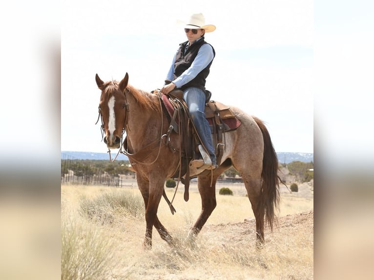 American Quarter Horse Mix Klacz 7 lat 142 cm Kasztanowatodereszowata in Flagstaff, AZ
