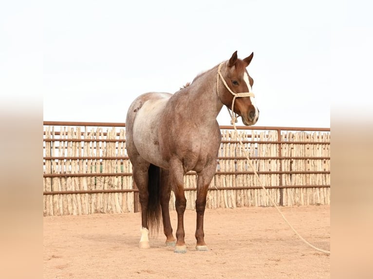 American Quarter Horse Mix Klacz 7 lat 142 cm Kasztanowatodereszowata in Flagstaff, AZ
