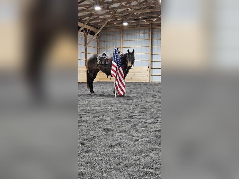 American Quarter Horse Klacz 7 lat 145 cm Jelenia in Rebersburg, PA