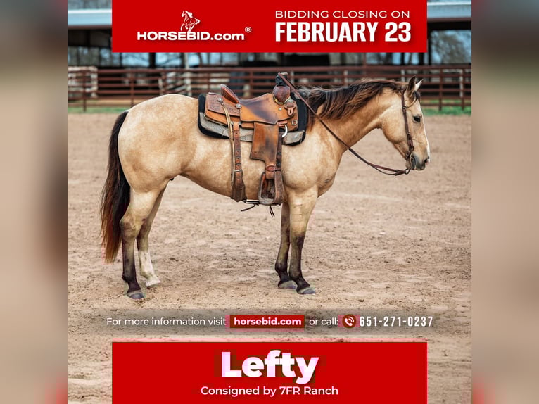 American Quarter Horse Klacz 7 lat 145 cm Jelenia in Normangee