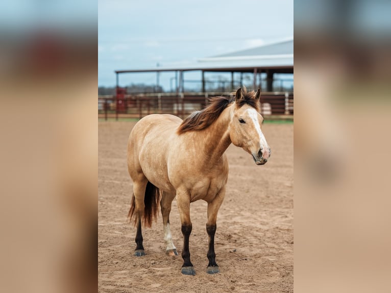 American Quarter Horse Klacz 7 lat 145 cm Jelenia in Normangee