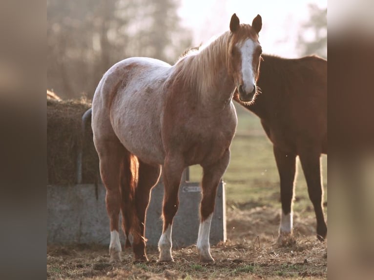 American Quarter Horse Klacz 7 lat 145 cm Kasztanowatodereszowata in Rhinow