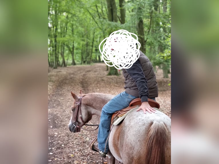 American Quarter Horse Klacz 7 lat 145 cm Kasztanowatodereszowata in Rhinow