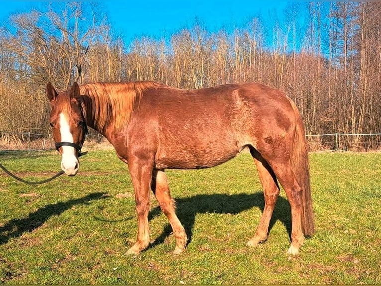 American Quarter Horse Klacz 7 lat 145 cm Rabicano in KasendorfKasendorf