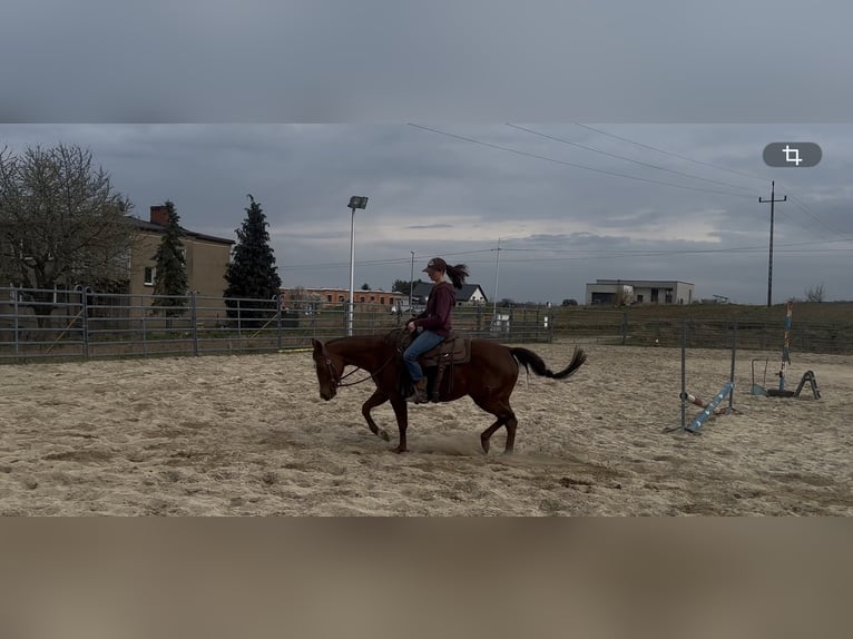 American Quarter Horse Klacz 7 lat 146 cm Ciemnokasztanowata in Świerklaniec