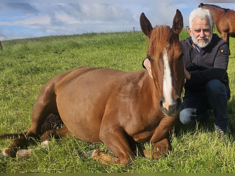 American Quarter Horse Klacz 7 lat 146 cm Kasztanowata in Müglitztal