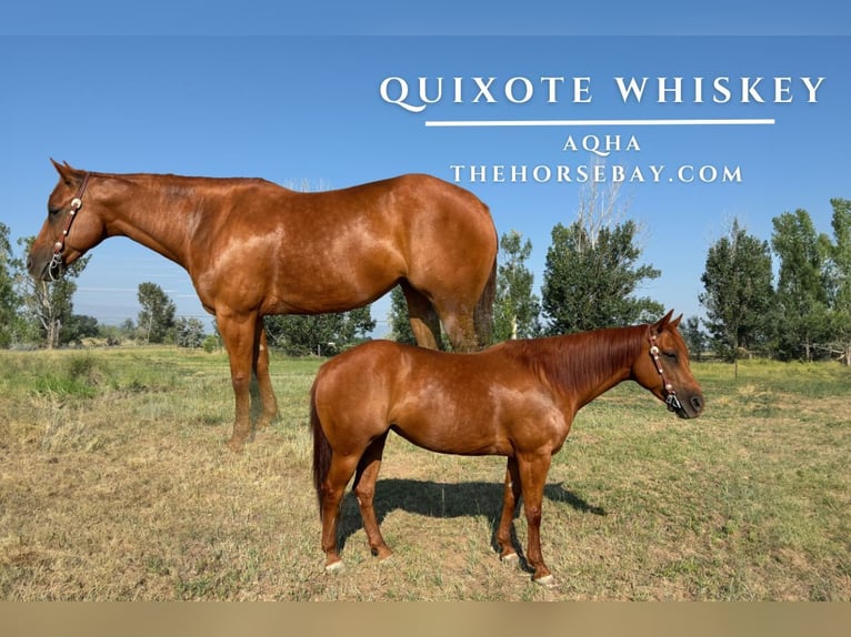 American Quarter Horse Klacz 7 lat 147 cm Cisawa in Fort Collins, CO