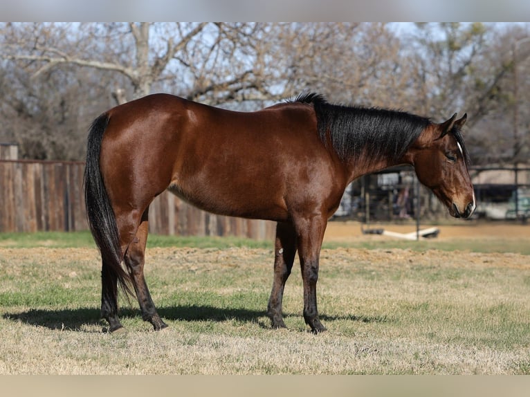 American Quarter Horse Klacz 7 lat 147 cm Gniada in Cleburne