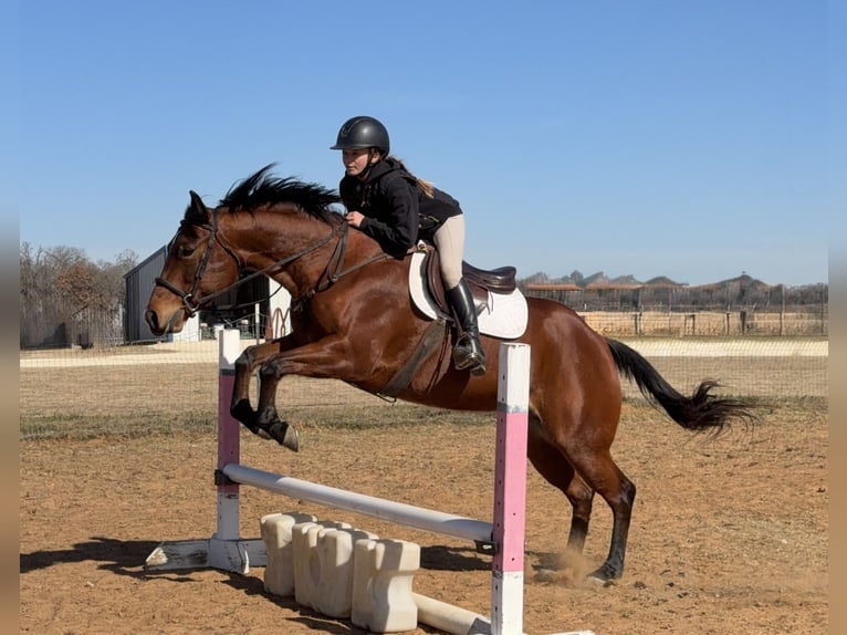 American Quarter Horse Klacz 7 lat 147 cm Gniada in Cleburne