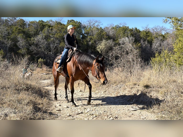 American Quarter Horse Klacz 7 lat 147 cm Gniada in Cleburne