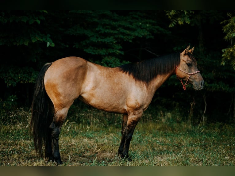 American Quarter Horse Klacz 7 lat 147 cm Grullo in Vandalia, IL