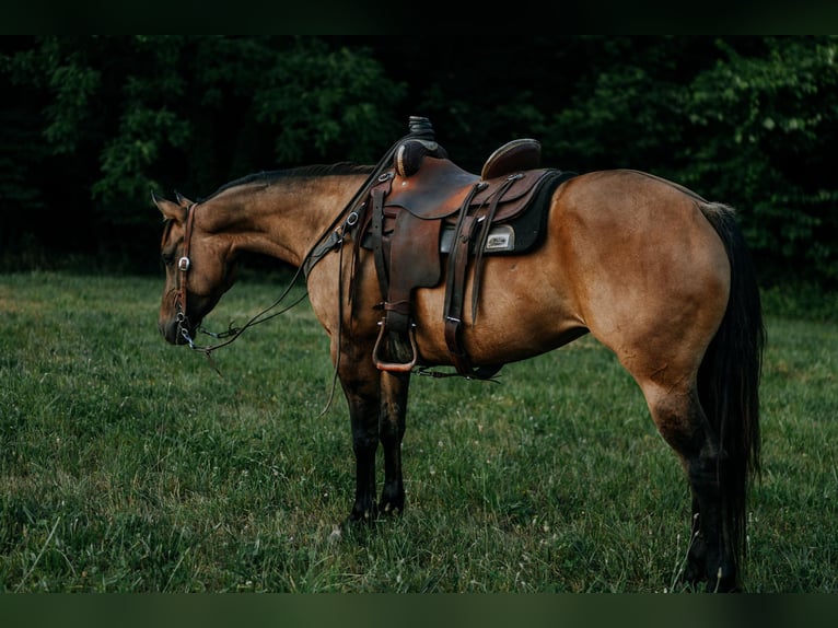 American Quarter Horse Klacz 7 lat 147 cm Grullo in Vandalia, IL