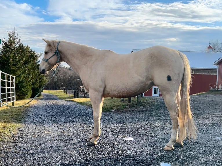 American Quarter Horse Klacz 7 lat 147 cm Izabelowata in Burgettstown, PA