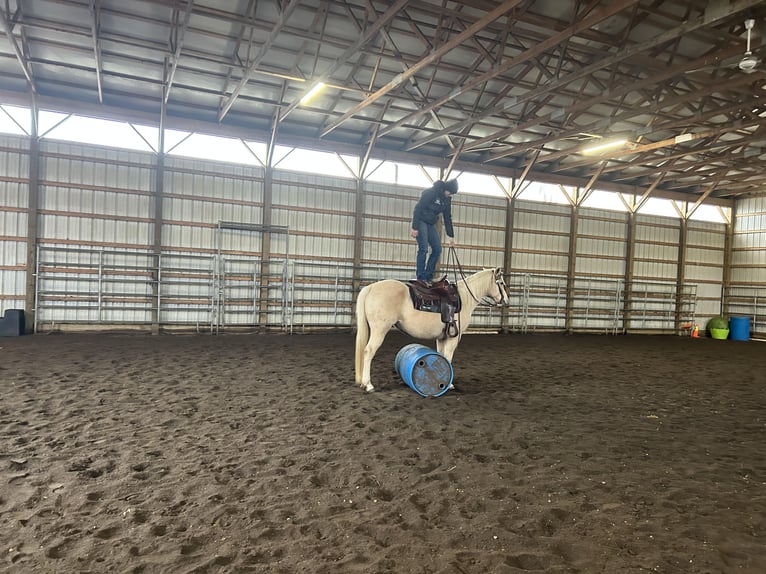 American Quarter Horse Klacz 7 lat 147 cm Izabelowata in Burgettstown, PA