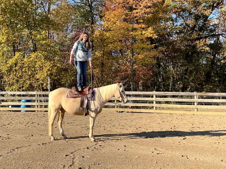 American Quarter Horse Klacz 7 lat 147 cm Izabelowata in Burgettstown, PA