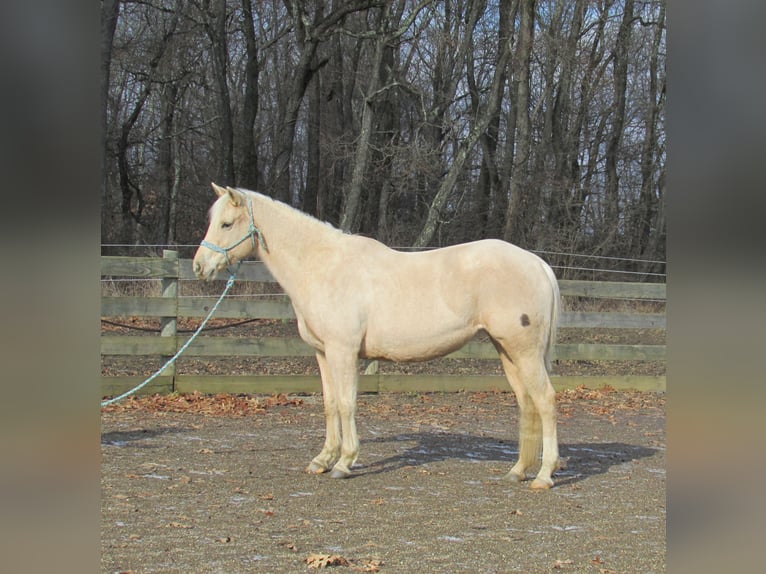 American Quarter Horse Klacz 7 lat 147 cm Izabelowata in Burgettstown, PA