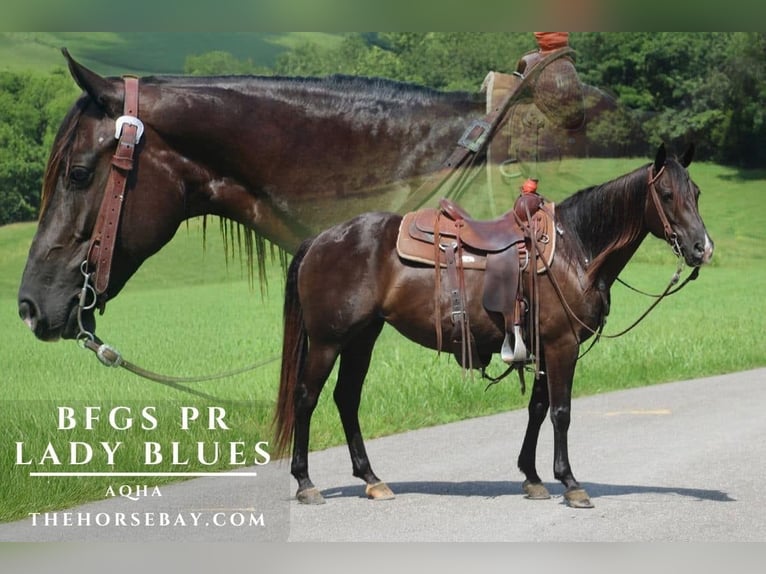American Quarter Horse Klacz 7 lat 147 cm Kara in Tompkinsville, KY