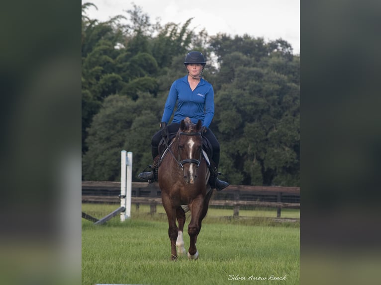 American Quarter Horse Klacz 7 lat 147 cm Kasztanowatodereszowata in Ocala, FL