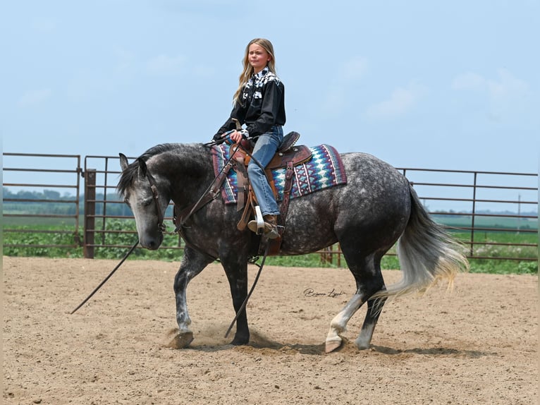 American Quarter Horse Klacz 7 lat 147 cm Siwa in Canistota, SD