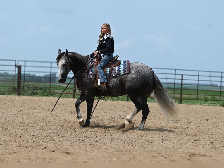 American Quarter Horse Klacz 7 lat 147 cm Siwa in Canistota, SD