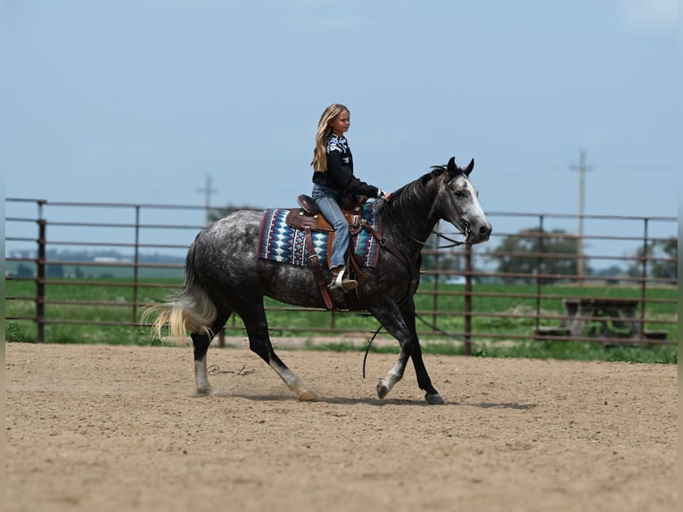 American Quarter Horse Klacz 7 lat 147 cm Siwa in Canistota, SD