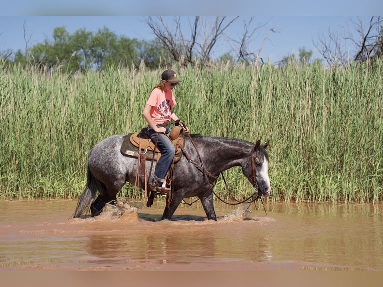 American Quarter Horse Klacz 7 lat 147 cm Siwa in Kaufman