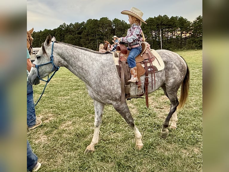 American Quarter Horse Klacz 7 lat 147 cm Siwa in Summersville