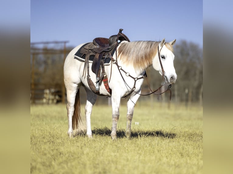 American Quarter Horse Klacz 7 lat 147 cm Siwa in Cisco, TX