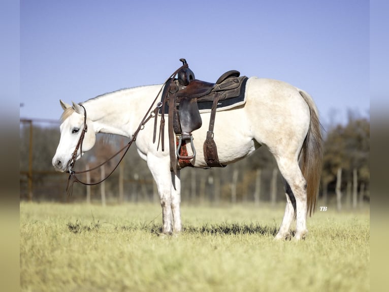 American Quarter Horse Klacz 7 lat 147 cm Siwa in Cisco, TX