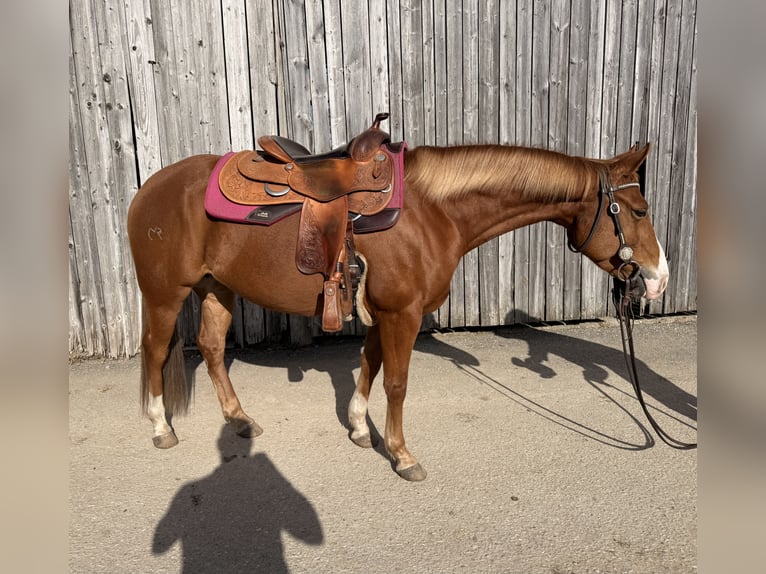 American Quarter Horse Klacz 7 lat 148 cm Kasztanowata in Neukirchen an der Enknach