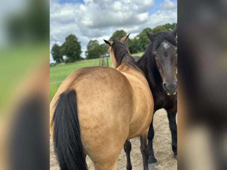 American Quarter Horse Klacz 7 lat 149 cm Jelenia in Möllenhagen