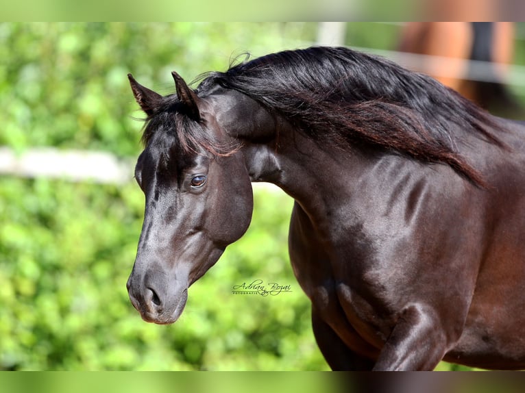 American Quarter Horse Klacz 7 lat 149 cm Kara in Bad Dürrheim