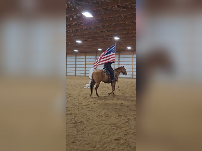 American Quarter Horse Klacz 7 lat 150 cm Bułana in Rebersburg