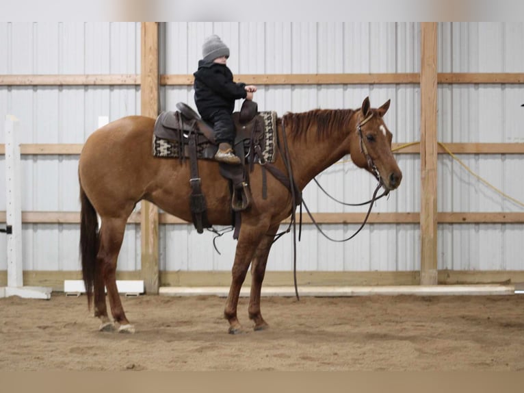 American Quarter Horse Klacz 7 lat 150 cm Bułana in Rebersburg