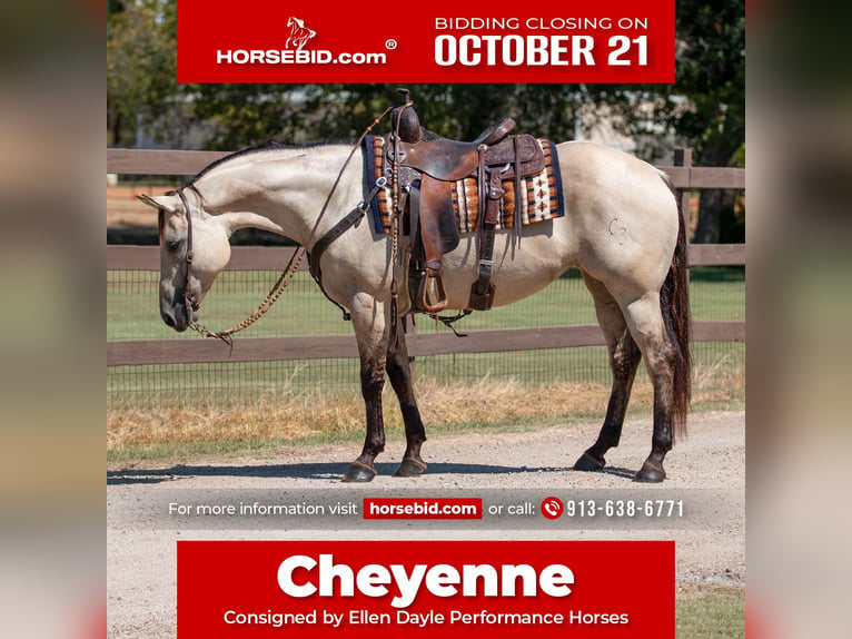 American Quarter Horse Klacz 7 lat 150 cm Bułana in Argyle, TX