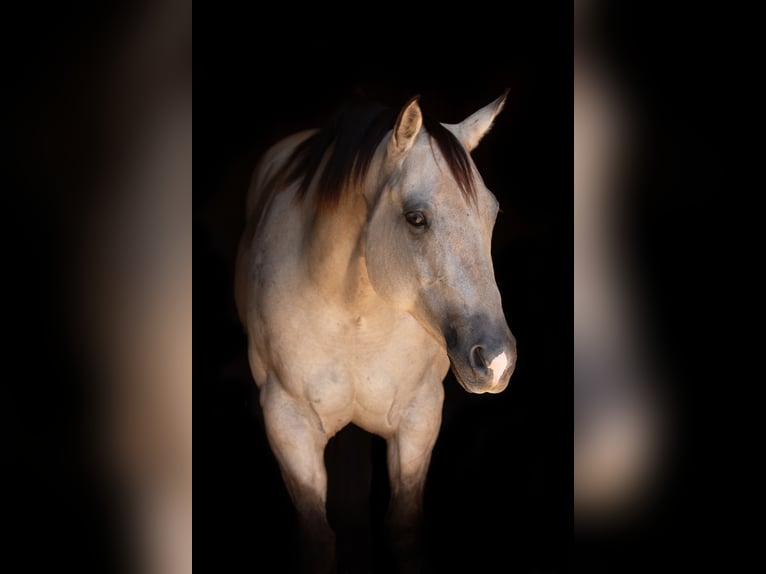 American Quarter Horse Klacz 7 lat 150 cm Bułana in Argyle, TX