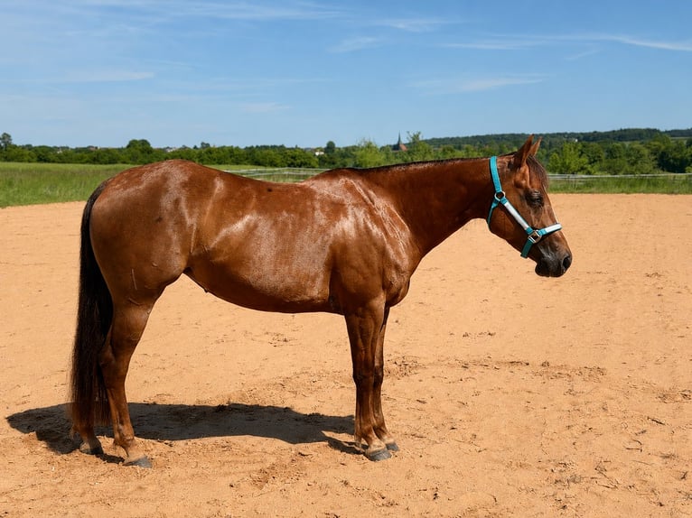 American Quarter Horse Klacz 7 lat 150 cm Ciemnokasztanowata in Wertheim